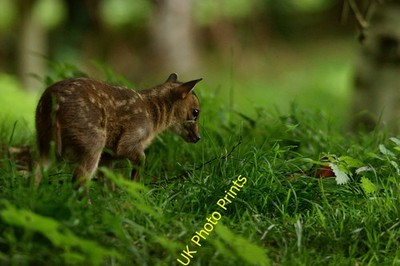 Photo A2 Muntjac Deer Fawn Newchapel/TQ3642 Seen at the British Wildlif c2013