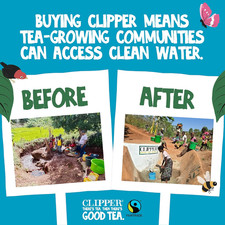 Clipper Organic Pure Green Tea Bags | 320 Teabags 4 X Boxes of 80 | Bulk Buy Fo 0.06 per strip
