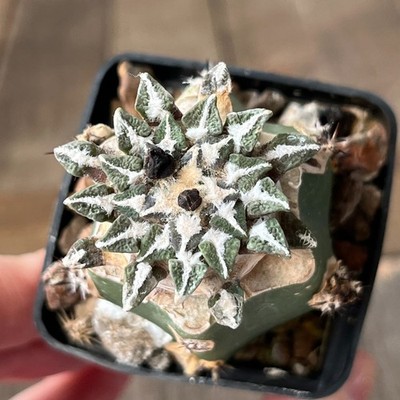 A33-475 Cactus kotschoubeyanus, VM526, S. Lucio Blanco, Coah, grafted