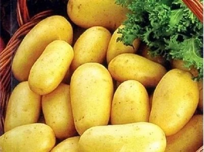 EMPRESS Kartoffelsamen 0,02g Bio gute Ernte Garten weltweiter Versand