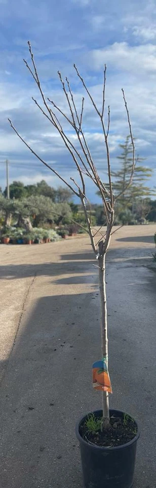 PIANTA DI CAKO CACO MELA IN MASTELLO DI 6 ANNI (FOTO REALE) H.160/180CM