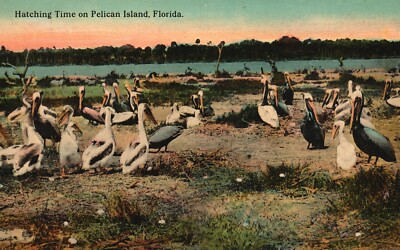 Vintage Postcard 1910's Hatching Time on Pelican Island FL Florida