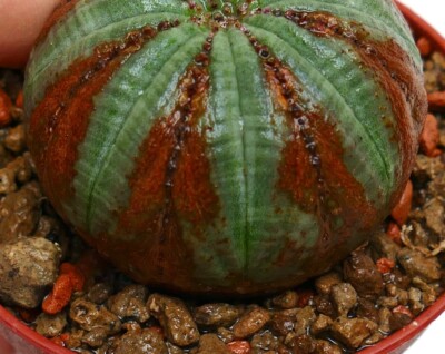 Euporbia obesa ARROW MONSTER VERY OLD H21K (botanical archive) no crested