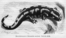 Feuersalamander Salamandra salamandra SALAMANDER Holzstich von 1892 G. M&uuml;tzel