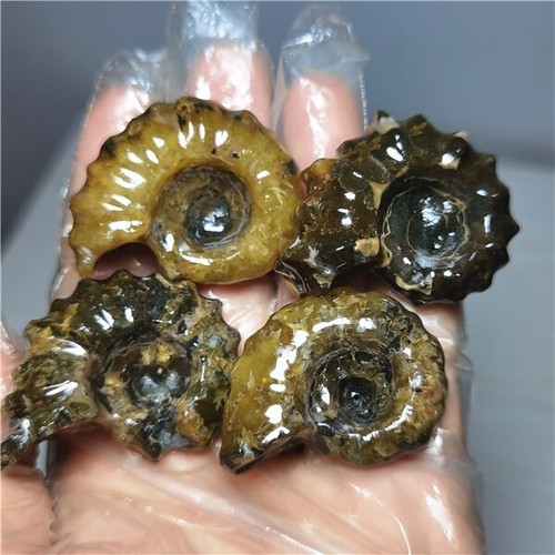 134g NATÜRLICHES poliertes "Ziegenhorn" Fossil Ammonit Douvilleiceras Madagaskar L802 - Bild 9 von 12
