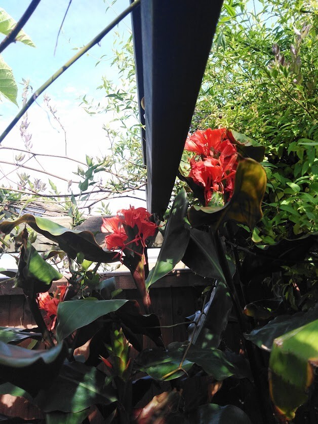 Ginger lily greenii, tropical plants, 3 plants per 2 litre pot, 2 to 3