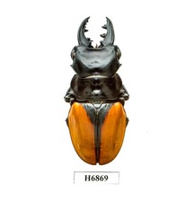 BEETLE, INSECT - H6869. Lucanidae: Odontolabis paulei- FREAK PRONOTUM, LAOS