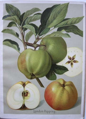 Alemania Frutas Manzanas Peras 24 Cromolitografías 1910 Pomología - Imagen 8 de 8