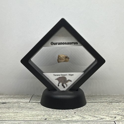 Ouranosaurus seltenes ausgestorbenes Dinosaurier Zahn Fossil in Vitrine - Bild 2 von 8
