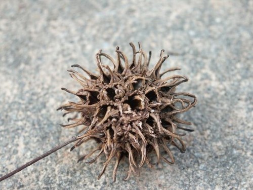 10 Sweet Gum Tree Balls Isopods LOVE These STERILE Free Shipping EBay 10-sweet-gum-tree-balls-isopods-love-these-sterile-free-shipping-ebay