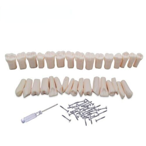 Dental Replacement Screw-in Teeth Typodont Model Fit Kilgore NISSIN 200 - Foto 5