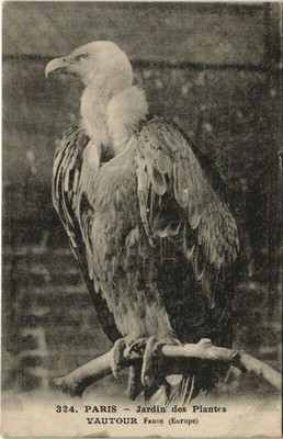 Old postcard Paris (5th) Jardin des Plantes - Vulture Fauve (133675)