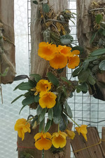 Rare Dendrobium jenkinsii  orchid plant  FS , not in bloom mounted