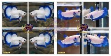 1 PAIR - HMPK Blue Marble Dragon Live Betta Fish - High Quality - USA SELLER
