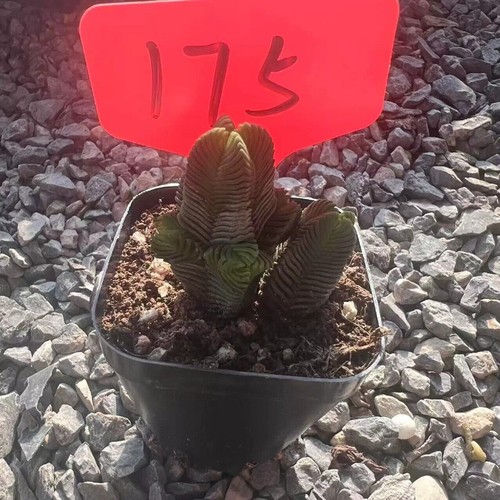 5CM Succulent Plant Crassula Quadrangularis(Multi-Head)Crassulaceae Garden Plant - Picture 12 of 18