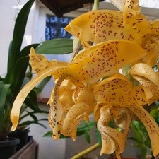 stanhopea sp