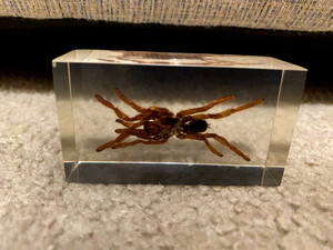 SPIDER IN RESIN REAL TAXIDERMY SPECIMEN COLLECTIBLE DISPLAY FUNNEL WEBBED SPIDER