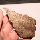 Triceratops Frill CHUNK - CRETACEOUS Hell Creek Formation - Good Details