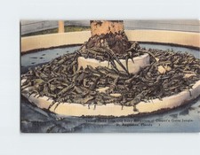 Postcard Baby Alligators at Casper's Gator Jungle St. Augustine Florida USA