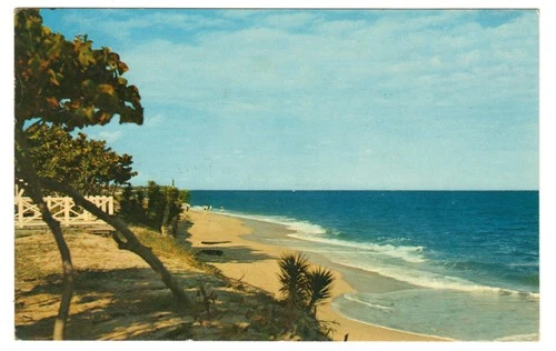 Postcard Winter Haven Polk County Florida Sea Grape Color Photo Anne Gee Rubel