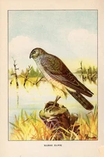 1926 Vintage TODHUNTER BIRDS "MARSH HAWK" Wow! Full COLOR Art Plate Lithograph