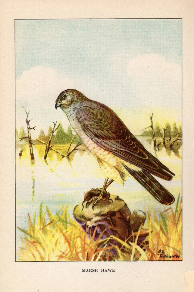 1926 Vintage TODHUNTER BIRDS "MARSH HAWK" Wow! Full COLOR Art Plate Lithograph