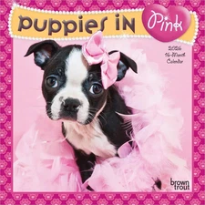 BrownTrout,  Puppies in Pink 2026 Mini Wall Calendar, 7'' X 7'', 16-Month Calend