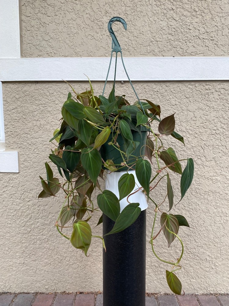 FULL Mican Philodendron Plant in 8