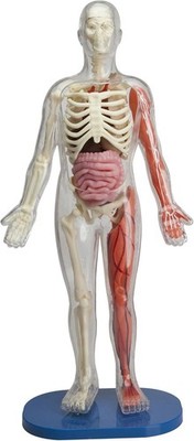 SMARTLAB Toys Squishy Human Body with 21 Removable Body Parts with Anatomy B...