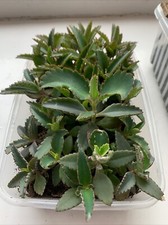 Mexican Hat Plant also known as Mother of Thousands Kalanchoe x 5 small Plants