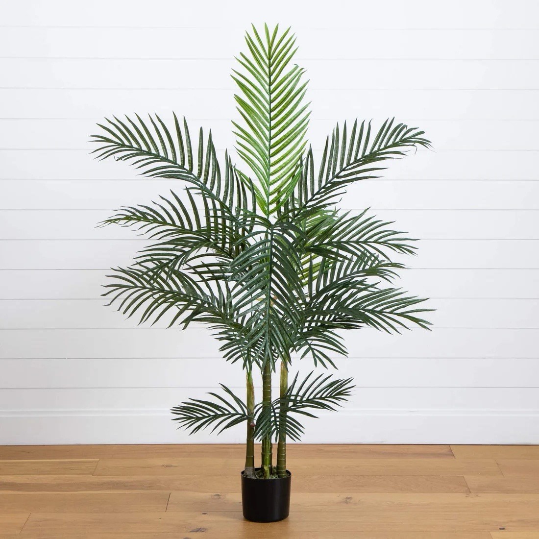 banana palm indoor plant Gold Finger Banana Fruit Tree