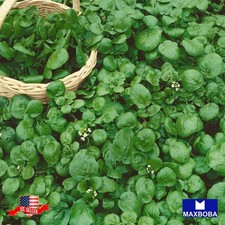 Premium 1200 Herb Seeds Cress Watercress Non-GMO Heirloom
