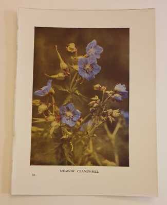 CORKE Meadow Cranes's Bill (c.1914 Colour Botanical Flowers Photo Print)