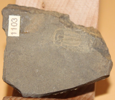 Otarion Diffractum Silur Trilobite - Sammlung - Auflösung 1103 Böhmen
