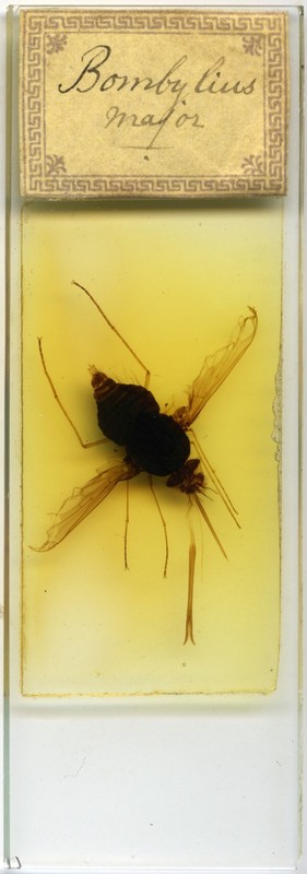 Antique Microscope Slide by Unid'd Mounter - Gold label -Bombylius Fly Insect
