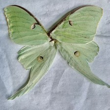 1 Set Green Luna Moth Wings Collected After Bat Attack Jewelry Crafts Taxiderm