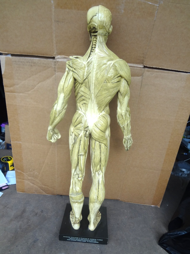 Andrew Cawrse Anatomía Humana Masculino Original Esculpido y Pintado - Imagen 12 de 17