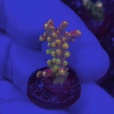Live Coral Frag Absolutely Fish Naturals Mayan Sun Acropora Sps