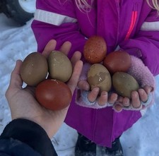 Multi generational olive eggers