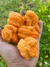 Fried Chicken Pepper Seeds