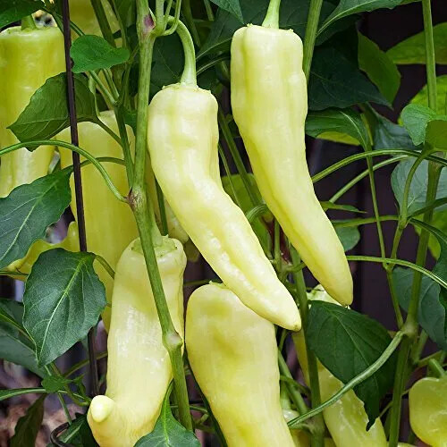 Sweet Banana Pepper Seeds, NON-GMO, ORGANIC, HEIRLOOM - Free Shipping! - Afbeelding 1 van 1