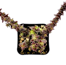 Crassula capitella subsp. thyrsiflora - Red Pagoda Succulent Plant