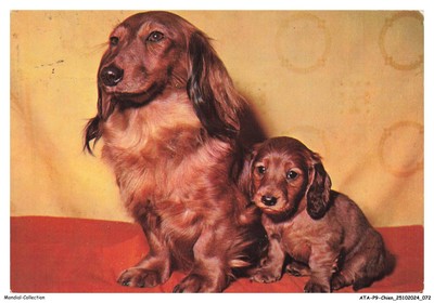 ATAP9-0664-HUND - Teckel