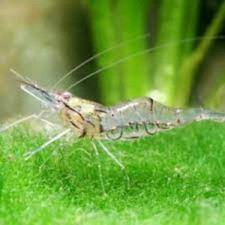 25-Pack Ghost Shrimp Feeder Live Freshwater Aquarium Clean-Up Crew