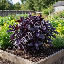 500 Samen rotes Basilikum Dark Opal Ocimum basilicum