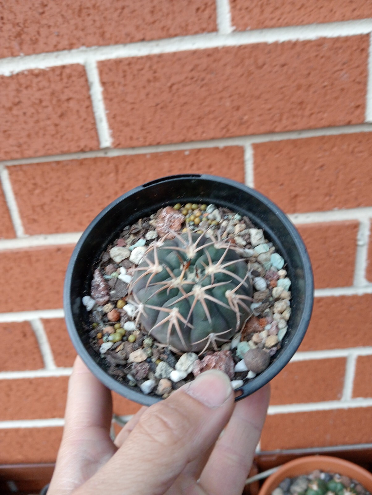 Picture 3 of 3