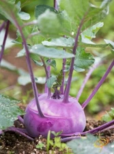 Early Purple Vienna Kohlrabi Seeds, German Turnip, NON-GMO, FREE SHIPPING