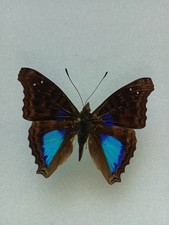 Entomologie Nymphalidae Doxocopa Cyane Pérou  Mâle 