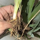 Iris Bare Root Rhizome Outdoor Perennial Plant, Vegetative Clumping, 1ct — photo 3