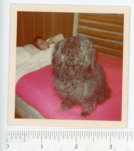 70er Jahre Foto hübscher blonder Teenager Junge Bett ungarischer Puli Hund Blockhaus